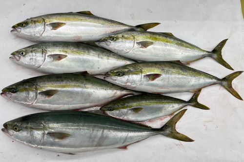 周防大島（屋代島）