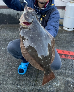 ヒラメの釣果