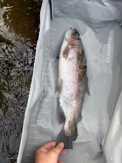 ニジマスの釣果