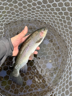 ニジマスの釣果