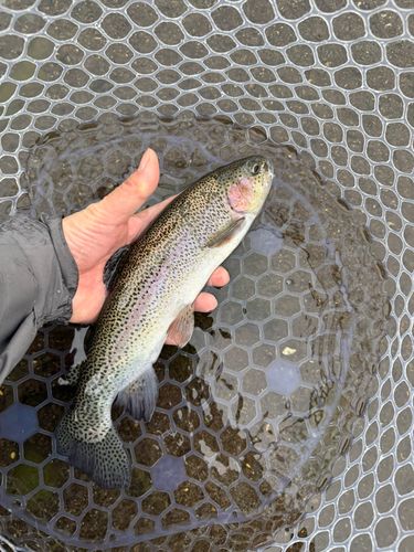 ニジマスの釣果