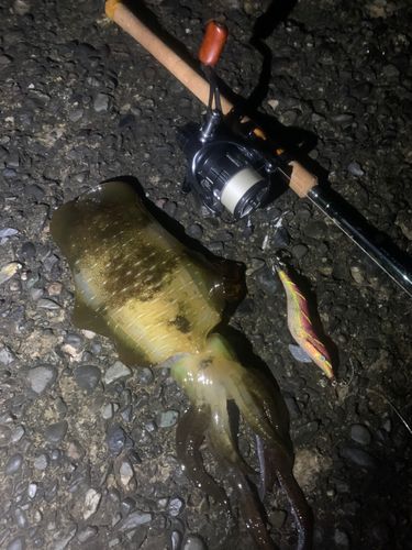 アオリイカの釣果