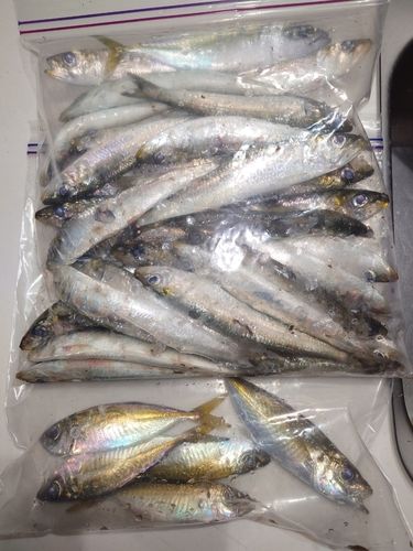 イワシの釣果