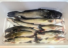 アメリカナマズの釣果