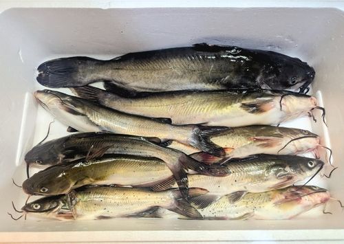 アメリカナマズの釣果