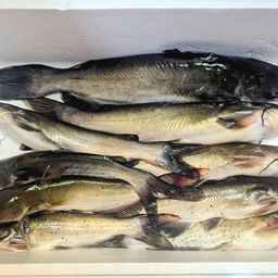 アメリカナマズ