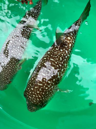 ショウサイフグの釣果