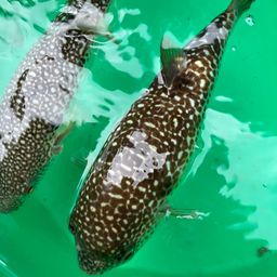 ショウサイフグ