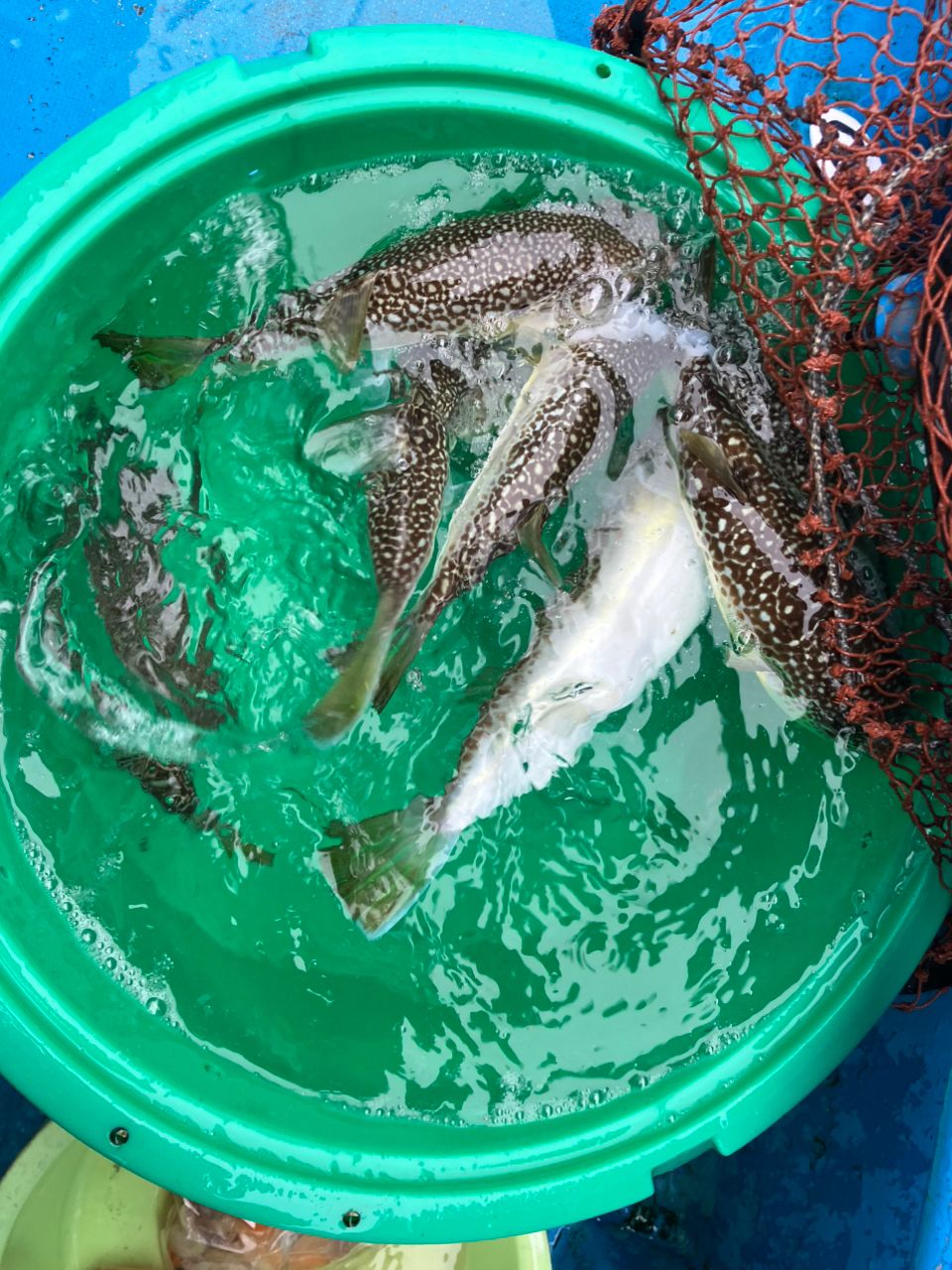 シゲサンさんの釣果 2枚目の画像