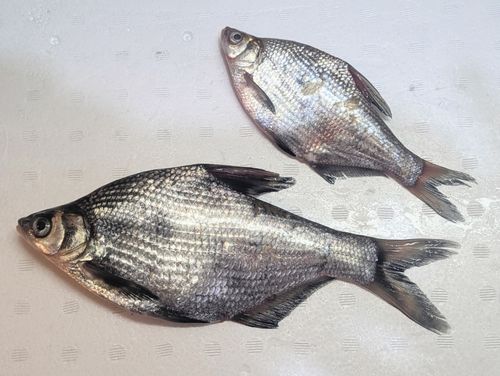 ダントウボウの釣果