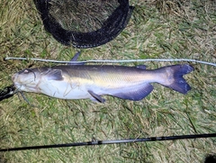 アメリカナマズの釣果