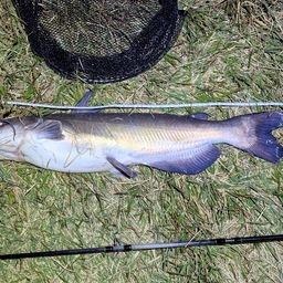 アメリカナマズ