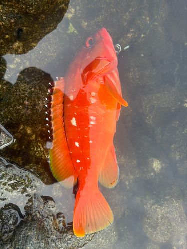 アカハタの釣果