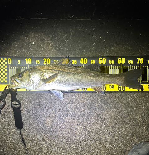 千葉港中央埠頭