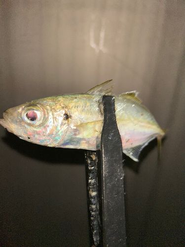 マアジの釣果