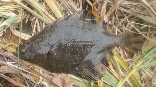 カワガレイの釣果