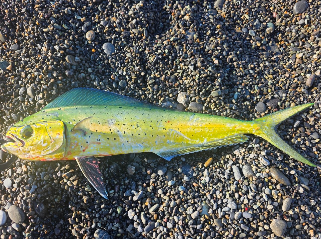 DAIWA 21オーバーゼア グランデ（サーフモデル） 911M/MHの最安値