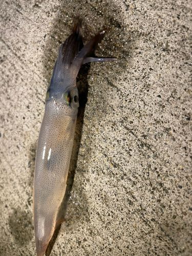 三陸海岸（宮城）