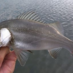 セイゴ（ヒラスズキ）