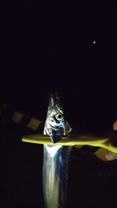 タチウオの釣果