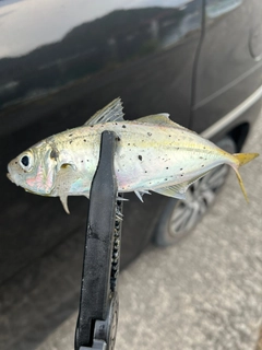 マアジの釣果