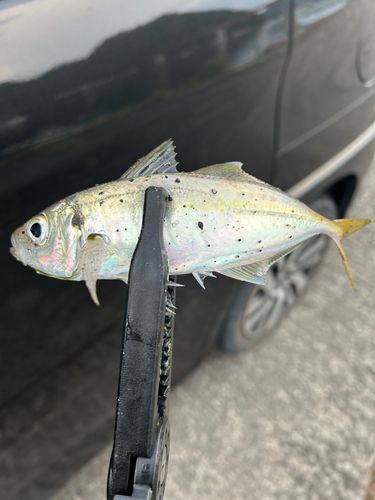 マアジの釣果