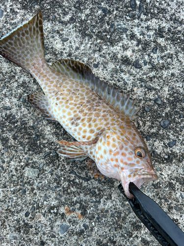 オオモンハタの釣果