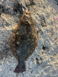 ヒラメの釣果