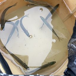 トウゴロウイワシ