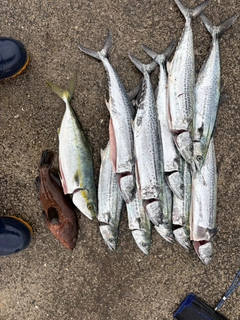 サゴシの釣果