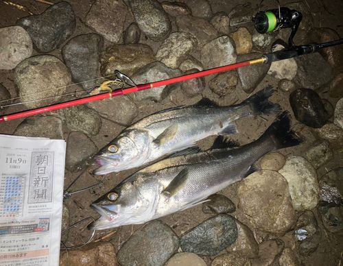 セイゴ（マルスズキ）の釣果