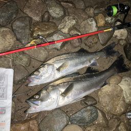 セイゴ（マルスズキ）