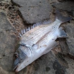 ミナミクロダイ