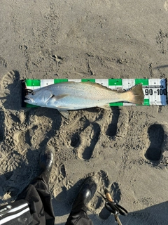 オオニベの釣果