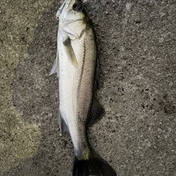 セイゴ（マルスズキ）