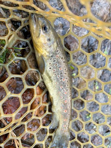 ブラウントラウトの釣果