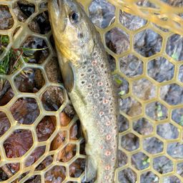 ブラウントラウト