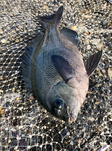 メジナの釣果