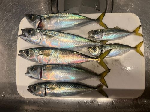 サバの釣果