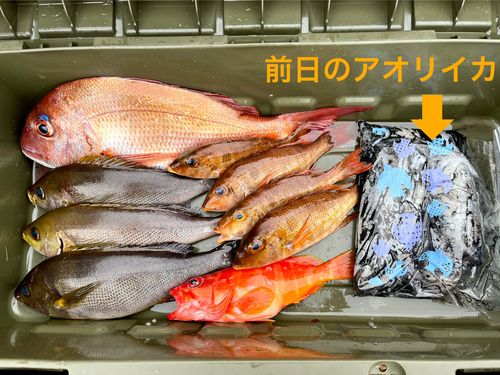 マダイの釣果