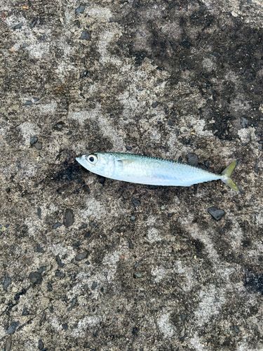 秋田火力発電所前