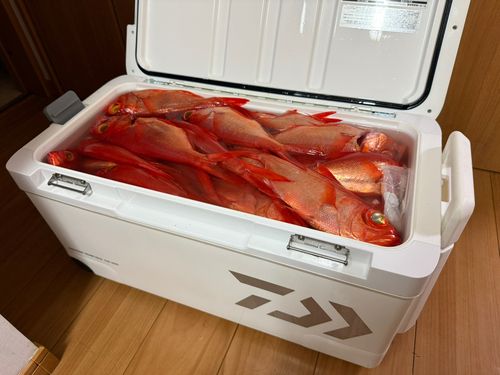 キンメダイの釣果