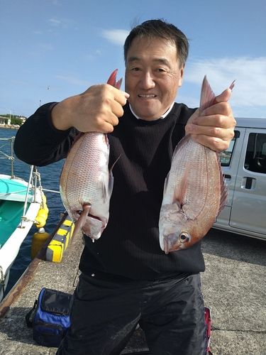 マダイの釣果