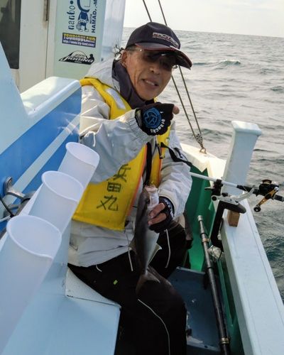 カンパチの釣果