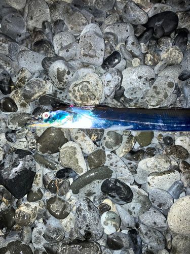 タチウオの釣果