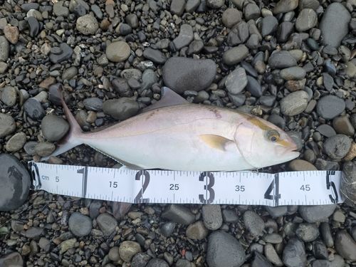 カンパチの釣果