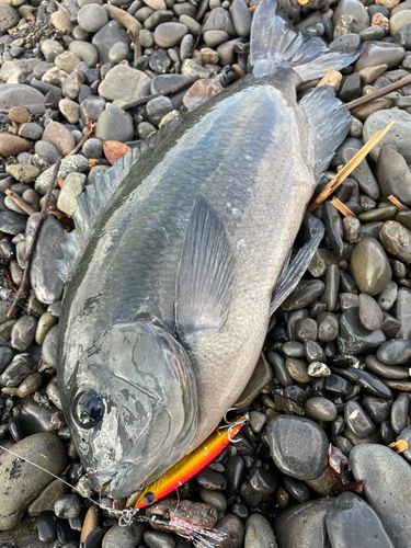 グレの釣果