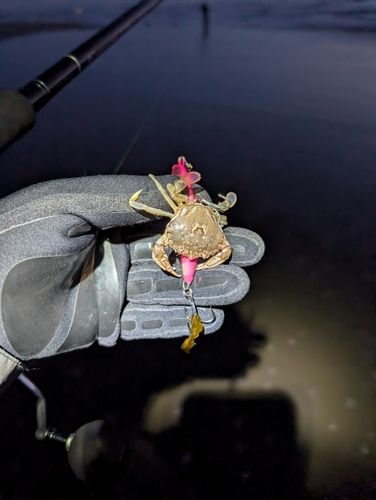 カニの釣果
