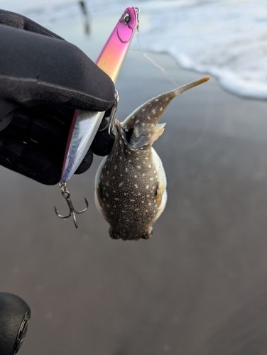 フグの釣果