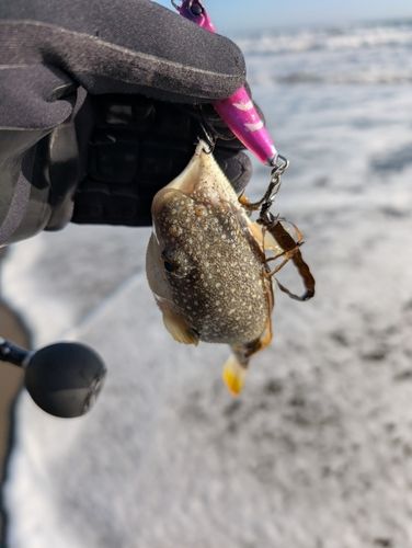 フグの釣果